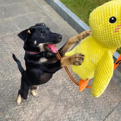 Encabezado